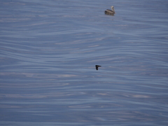 Hydrobates microsoma