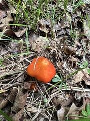 Hygrocybe conica