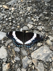 Limenitis arthemis arthemis