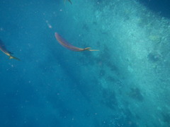 Ocyurus chrysurus