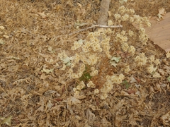 Pseudognaphalium californicum