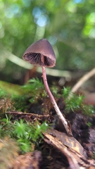 Psilocybe neoxalapensis