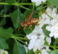 Polistes apachus