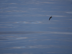 Hydrobates microsoma