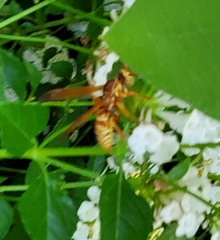 Polistes apachus