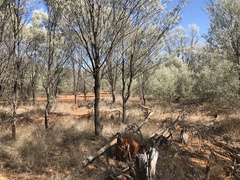 Acacia aneura