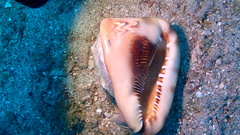 Cassis tuberosa