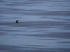 Hydrobates microsoma