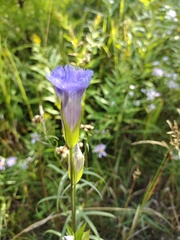 Gentianaceae