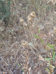 Grindelia camporum