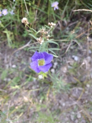 Gentianaceae