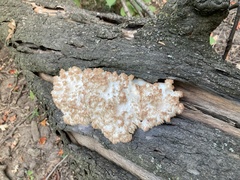 Hericium coralloides