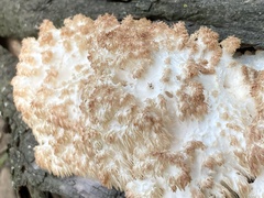 Hericium coralloides
