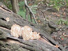 Hericium coralloides