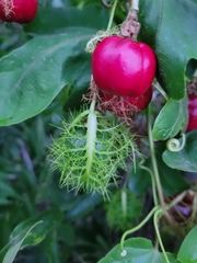 Passiflora ciliata