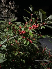 Ilex