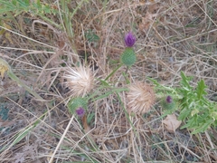 Cirsium vulgare