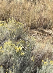 Pontia beckerii