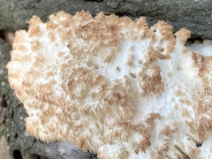 Hericium coralloides
