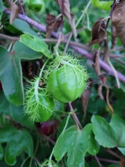 Passiflora ciliata