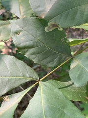 Cameraria caryaefoliella