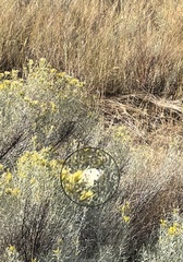 Pontia beckerii
