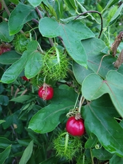 Passiflora ciliata