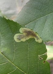 Cameraria caryaefoliella