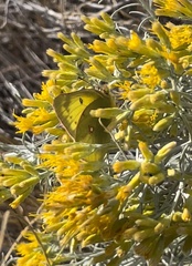 Colias philodice