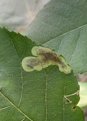 Cameraria caryaefoliella