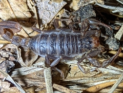 Paruroctonus silvestrii