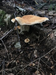 Polyporus radicatus