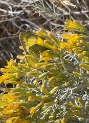 Colias philodice