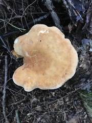 Polyporus radicatus