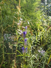 Gentianaceae