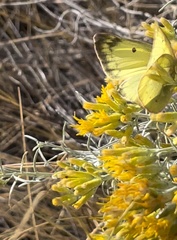Colias philodice