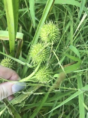 Sparganium americanum