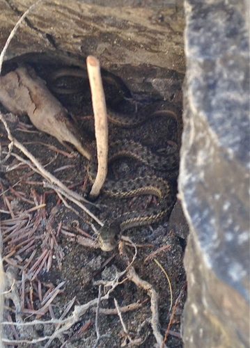 Thamnophis elegans