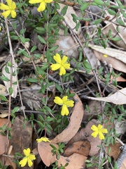 Hibbertia empetrifolia