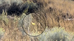 Coliadinae