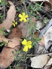 Hibbertia empetrifolia