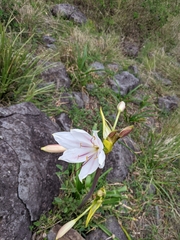 Crinum flaccidum