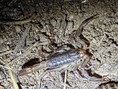 Paruroctonus silvestrii