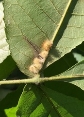 Caryomyia aggregata