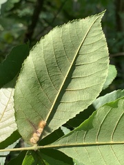 Caryomyia aggregata