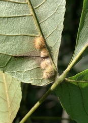 Caryomyia aggregata