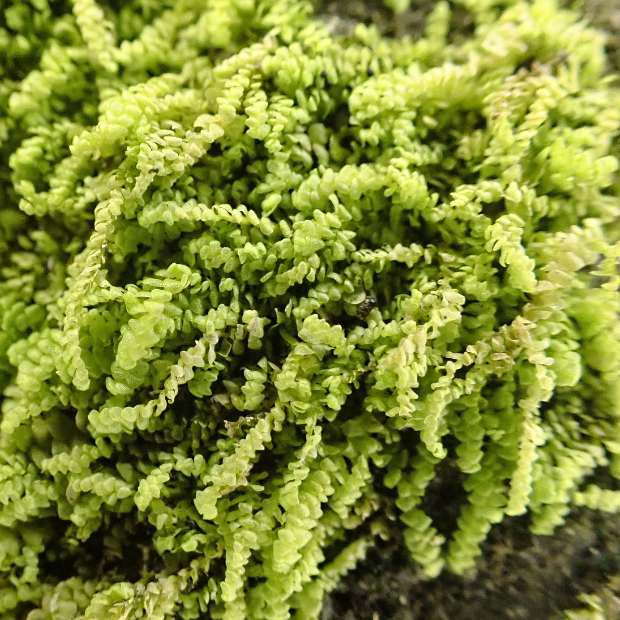 Cololejeunea