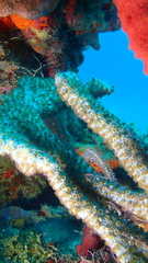 Umimayanthus parasiticus