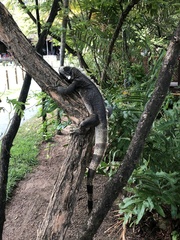 Iguana iguana iguana