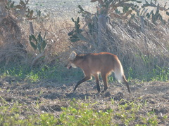 Chrysocyon brachyurus